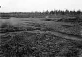 Biotop för småspov, Numenius phaeopus, / Kan ej tyda ordet)       Allavara, Lappland 19 juni 1909