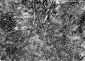 Boplats för morkulla, Scolopax rusticola, Bökebergslätt 1915, Skåne