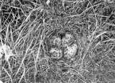 Scolopax major, dubbelbeckasin, Enbågen, 15 juni 1911, Jämtland