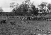 Boplats scolopax major, dubbelbeckasin Enbågen,, Jämtland, 15 juni 1911.                                        (Mannen visar på boet.)