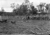 Boplats för scolopax major, dubbelbeckasin, Enafors, Jämtland, (Silveden?)                                        15 juni 1911.                                      (ynglingen invid boet)