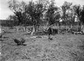 Boplats för scolopax major, dubbelbeckasin.                      Enbågen, Enafors, Jämtland,              15 juni 1911.                                      (ynglingen invid boet)