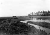 Biotop för beckasin/enkel,        Scolopax gallinago,                   Voxtorp, Halland 19/5 1934