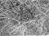 Enkelbeckasin Scolopax gallinago,      Börringe, Skåne 25 maj 1906