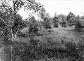 Biotop för enkelbeckasin, Scolopax gallinago, Ljung, Rörtånga, Skåne     15/7 1909