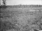 Biotop för Scolopax gallinula ?          Sapposalsi (svårtytt) 16 juni 1914       Lule lappmark