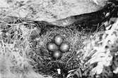 Bo av Strepsilas collaris, roskarl, (Arenaria interpres) Kallskären, Sörmland 5/6 1913