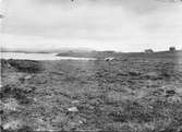 Biotop för mosnäppa, Tringa temminckii, Kaalaslouspa 24 juni 1909, Lappland