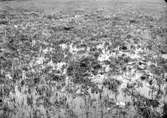 Biotp och bo för                   myrsnäppa, Tringa platyrhincha,      Häckningsplats, den större tufvan midt i bilden.                                        Aborrträsk 19 juni 1907 Lule lappmark
