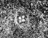 Bo av grönbent snäppa, Totanus glarcola, Sjaunamyren ,            Lappland 15/6 07                              (se mitt fågelverk?)