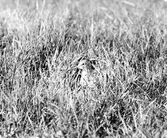 Rödbena, Tringa totanus, i boet, Skanör