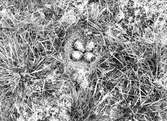 Rödbent snäppa, Tringa totanus (calidris), Skanör 28 maj 1931              (på sandheden rätt långt från vatten)