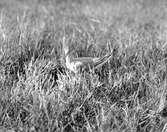 Rödbena, Tringa totanus, vid boet, Klagshamn, Skåne 27 maj 1924