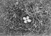 Bo av rödbena, Tringa totanus (calidris) Klagshamns ängar, Skåne 9 maj 1904