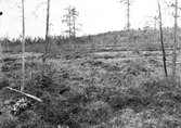 Biotop för Totanus fuscus, svartsnäppa, 3 km norr om Vittangi Lappland            X=boet  vid torra grenen