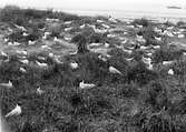 Häckningskoloni av kentska tärnor, Sterna cantiaca, (några skrattmåsar i förgrunden), 1925