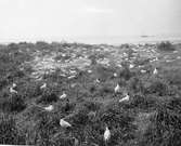 Kentska tärnkolonien, Sterna cantiaca,  skrattmåsar i förgrunden, 24/5 1926