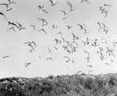 Kentska tärnor, Sterna cantiaca,  över Kläppen