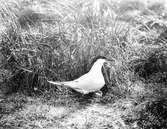 Kentska tärnan, Sterna cantiaca,  över boet, 6 juni 1915