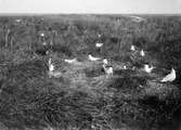 Den större kolonien kentska tärnor, Sterna cantiaca, 1919