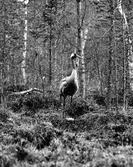 Trana, Grus g. grus, en trana vid sitt bo