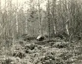 Trana, Grus g. grus. Trana vid boet