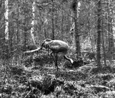 Trana, Grus g. grus Trana ser till äggen, trana vid boet