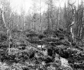 Trana, Grus g. grus. Boplats för trana