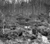 Trana, Grus g. grus. Boplats för trana