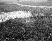 Trana, Grus g. grus. Boplats av trana, 21 maj 1905