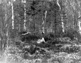 Trana, Grus g. grus. Trana i boet.