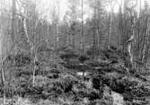 Trana, Grus g. grus. Biotop för trana, Grus enerea, 1927. Ett ägg synligt mitt i bilden bortom pölen