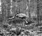 Trana, Grus g. grus. Tranan ordnar med äggen