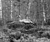 Trana, Grus g. grus. Tranan går från boet, (äggen under henne).