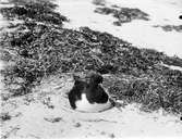 Ruvande strandskata 15/5 1921