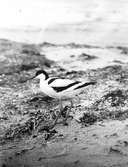 Skärfläcka 27.5.30