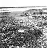 Unge af Skärfläcka