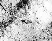 Dununge av skärfläcka