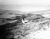 Skärfläcka 27/5 30