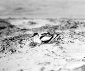 Skärfläcka på bo 27.5.30