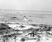 Skärfläcka 27.5.30