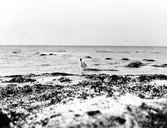 Skärfläckan vill gå till boet, 21 Maj 1930