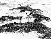 Skärfläcka vid boet