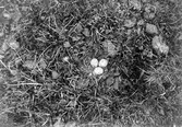 Bo av strandpipare (Charadrius cantianus) 9 maj 1904