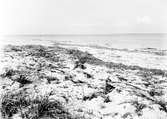 Biotop för Strandpipare (Charadrius cantianus) 21 maj 1930