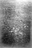 Bo av strandpipare (Charadrius cantianus) 9 maj 1904