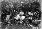 Fågelbo av strandpipare (Charadrius cantianus) 19 Maj 1905