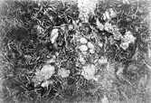 Bo av vitbröstad strandpipare (Charadrius cantianus) 9 maj 1904