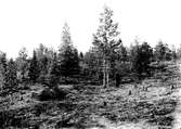 Boplats av Gluttsnäpa(Totanus glottis) 14 juni 1913