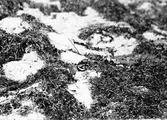 Strandpipare (Charadrius hiaticula) i bo.24 maj 1915